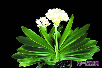 花语大全:君子兰花语是什么?