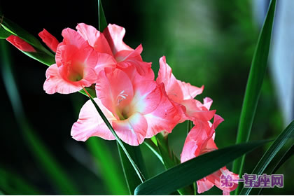 剑兰花花语:福禄、康宁永在