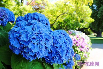 花语大全:绣球花花语是什么?