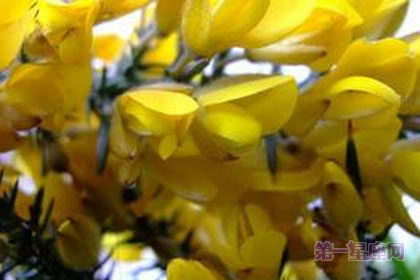 1月10日花：荆豆花，生日花语丰饶