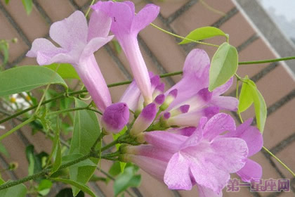 蒜香藤花语是什么