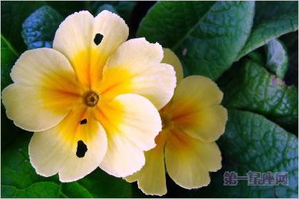 2月13日花：西洋樱草，生日花语盼望