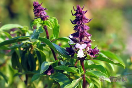 6月14日花语：罗勒，生日花语协助