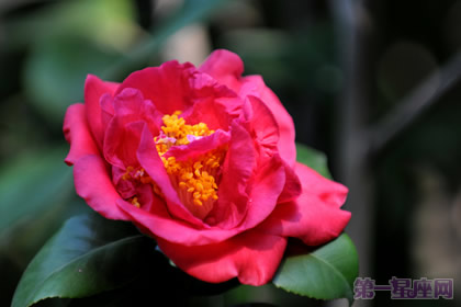 茶花花语：红露珍的花语是什么？