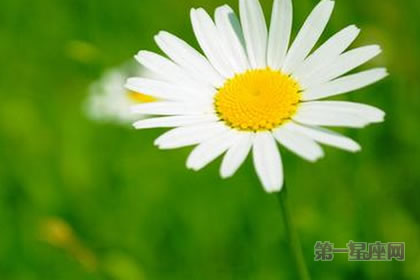 【暗恋花语】什么花代表暗恋？
