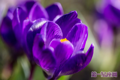 花语：拜占庭番红花，生日花语刚直