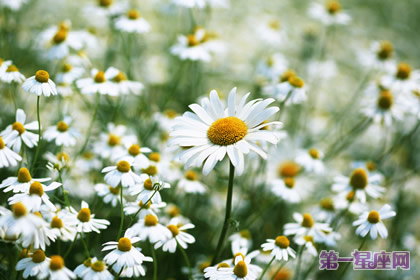 花语：甘菊，生日花语宽裕