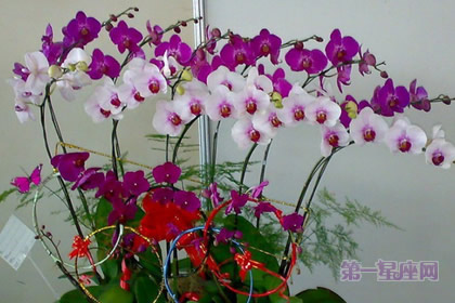 蝴蝶兰的花语及适合场所节庆