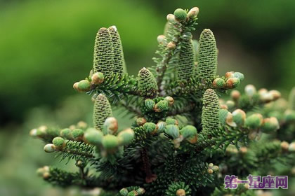 花语：姆士松树，生日花语航海