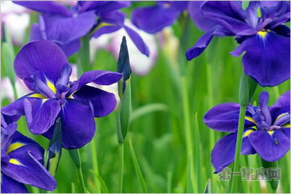 5月4日花语：紫萝兰，生日花语清凉